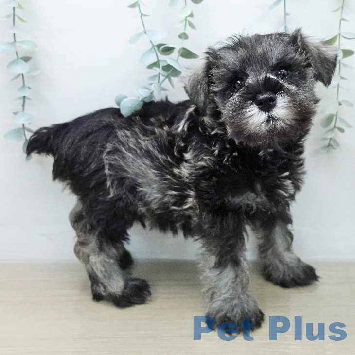 ミニチュア・シュナウザーの写真2