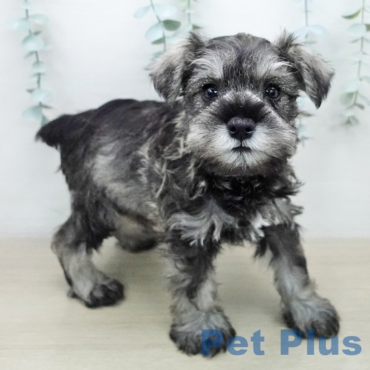 ミニチュア・シュナウザーの写真2