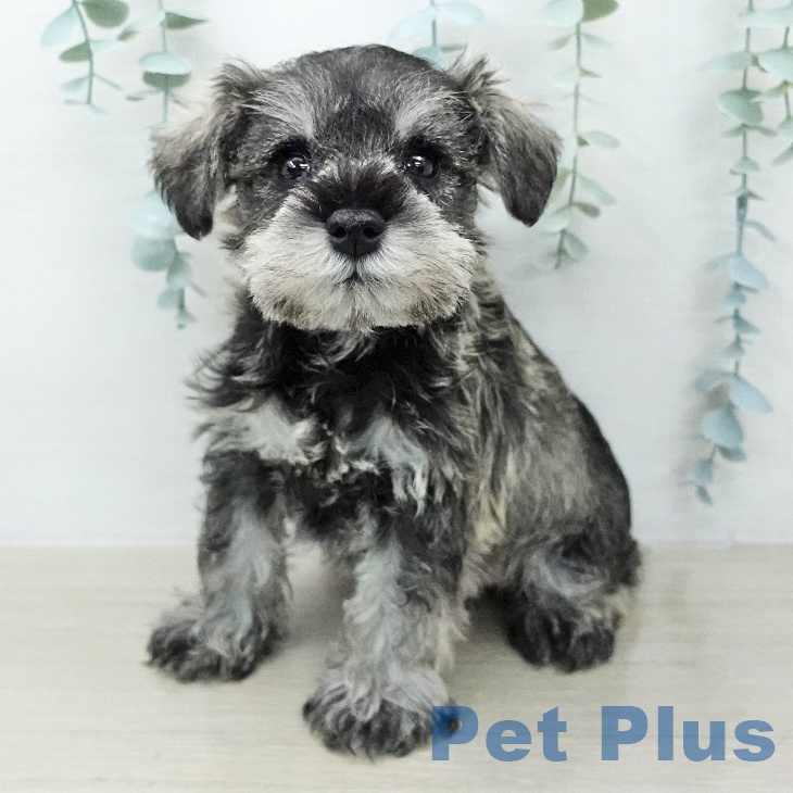 ミニチュア・シュナウザー