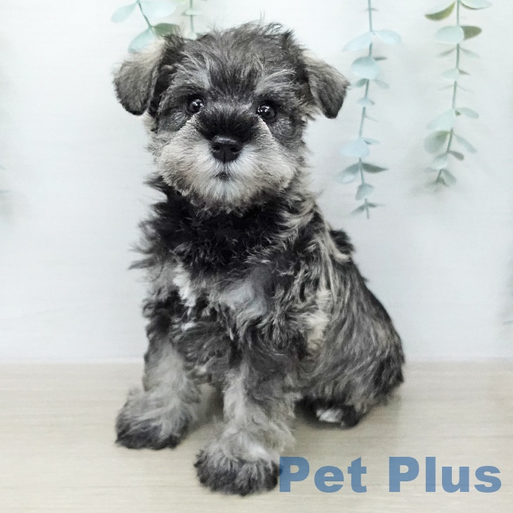 ミニチュア・シュナウザー