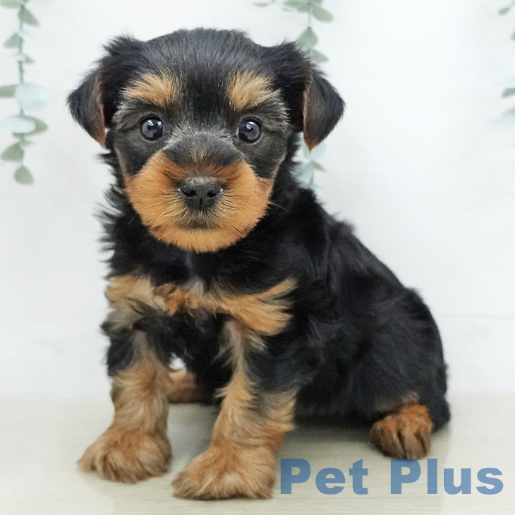 ヨークシャー・テリア