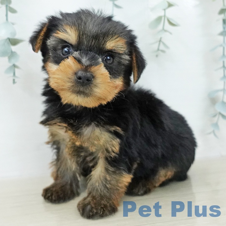 ヨークシャー・テリア