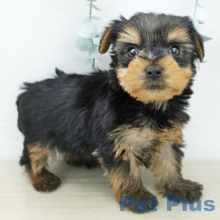 ヨークシャー・テリアの写真2