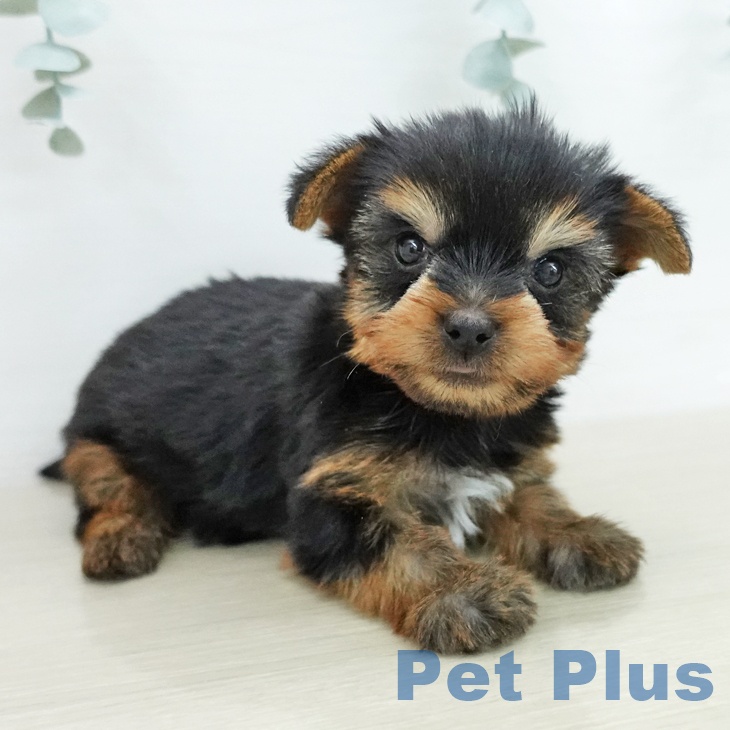 ヨークシャー・テリアの写真2