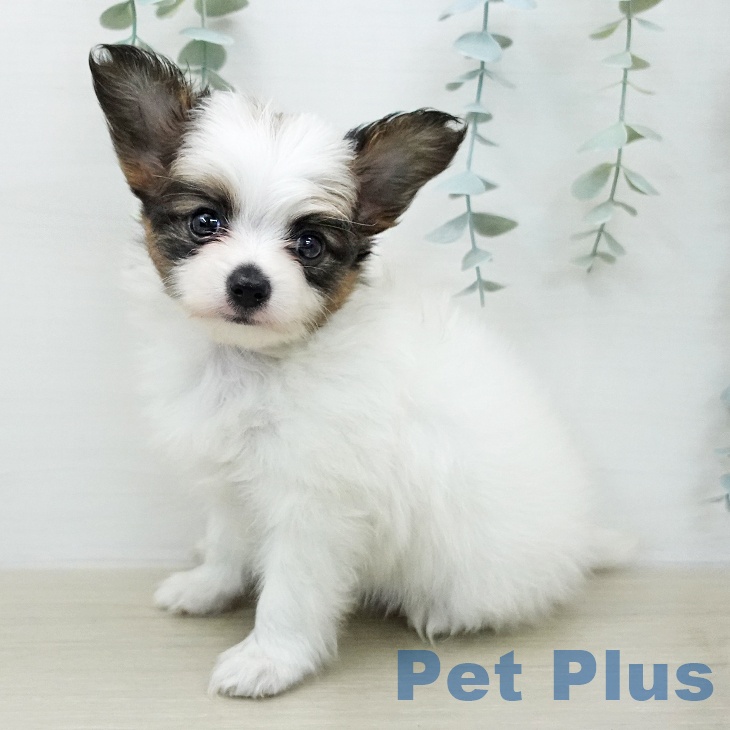 パピヨンの写真2