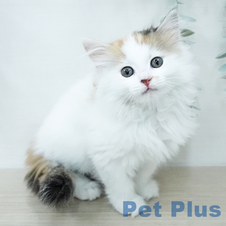 宮城県のサイベリアン (ペットプラス 仙台上杉店/2026年1月2日生まれ/女の子/バンキャリコ)の子猫の1枚目の画像