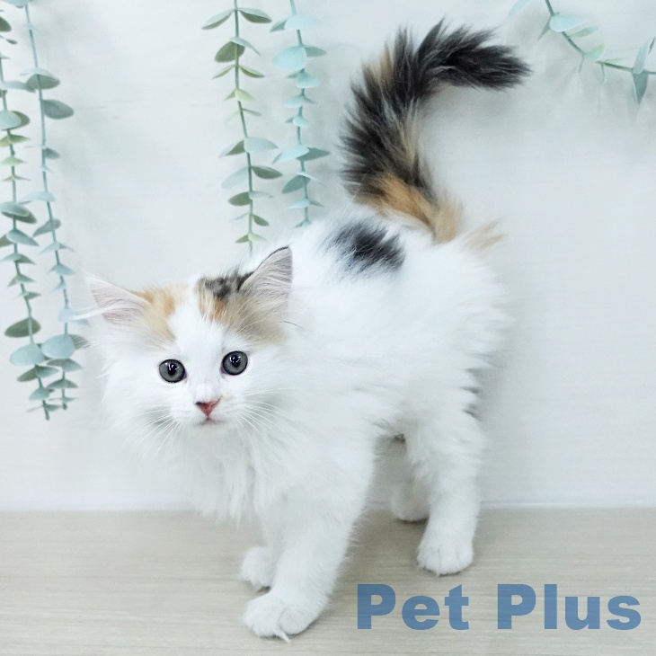 宮城県のサイベリアン (ペットプラス 仙台上杉店/2026年1月2日生まれ/女の子/バンキャリコ)の子猫の2枚目の画像