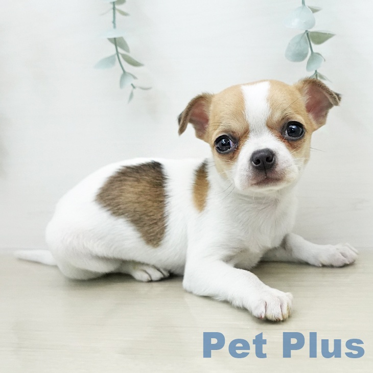 長野県のチワワ(ロング) (ペットプラス 須坂店/2026年1月3日生まれ/女の子/ホワイトレッド)の子犬の1枚目の画像