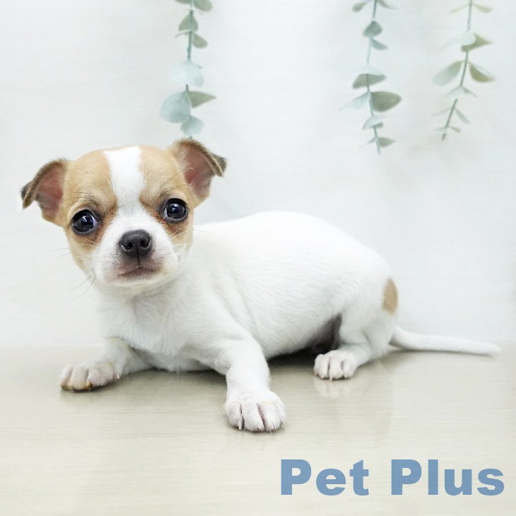 長野県のチワワ(ロング) (ペットプラス 須坂店/2026年1月3日生まれ/女の子/ホワイトレッド)の子犬の2枚目の画像