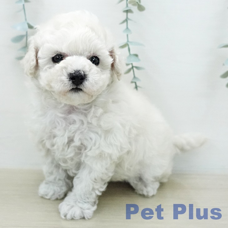 ビション・フリーゼの写真2