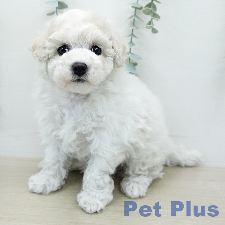 ビション・フリーゼ