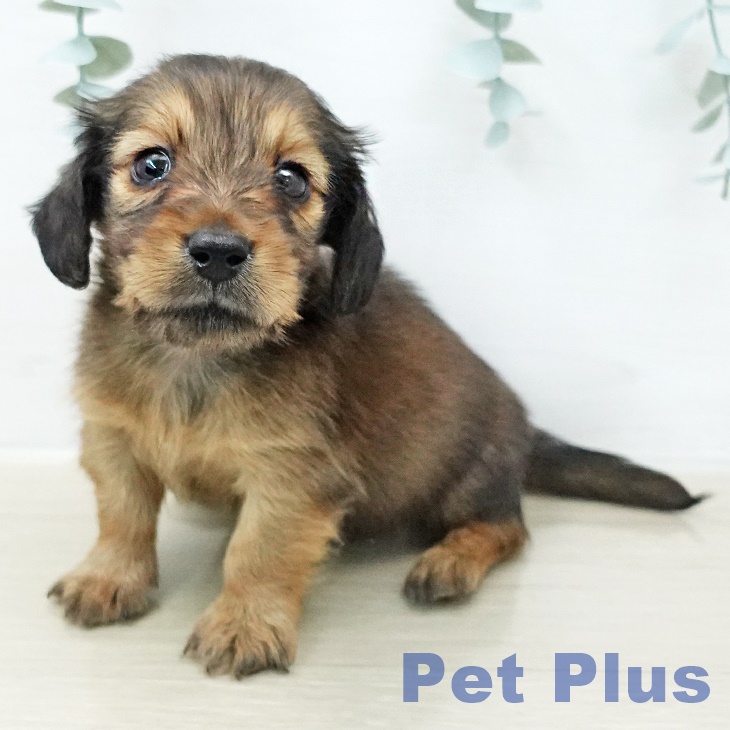 ミニチュア・ダックスフンド