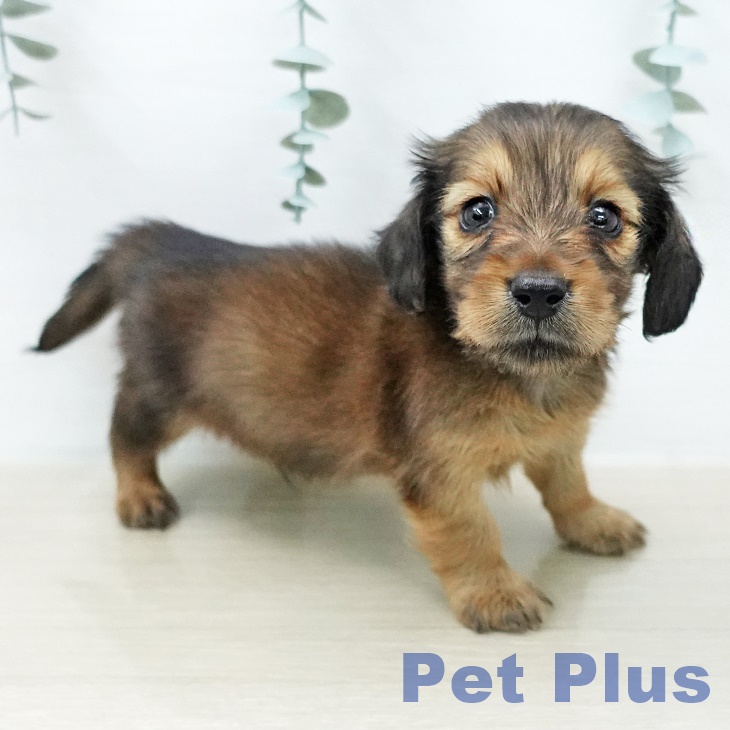 ミニチュア・ダックスフンドの写真2