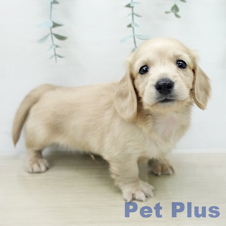 ミニチュア・ダックスフンド