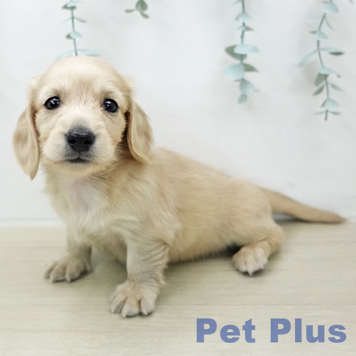 ミニチュア・ダックスフンドの写真2