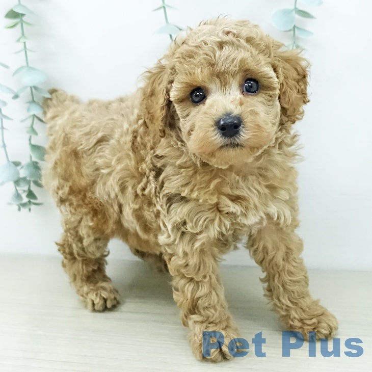 トイ・プードルの写真2