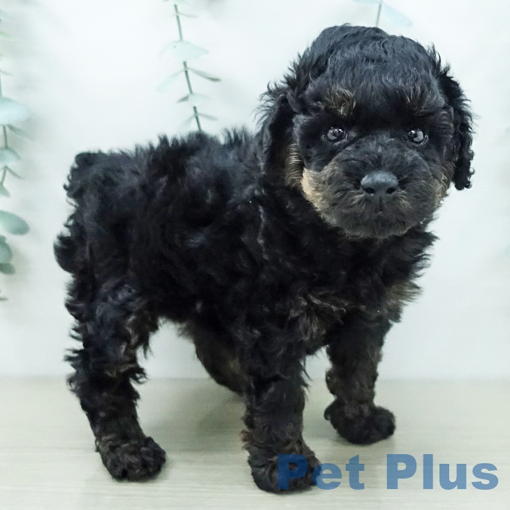 トイ・プードルの写真2