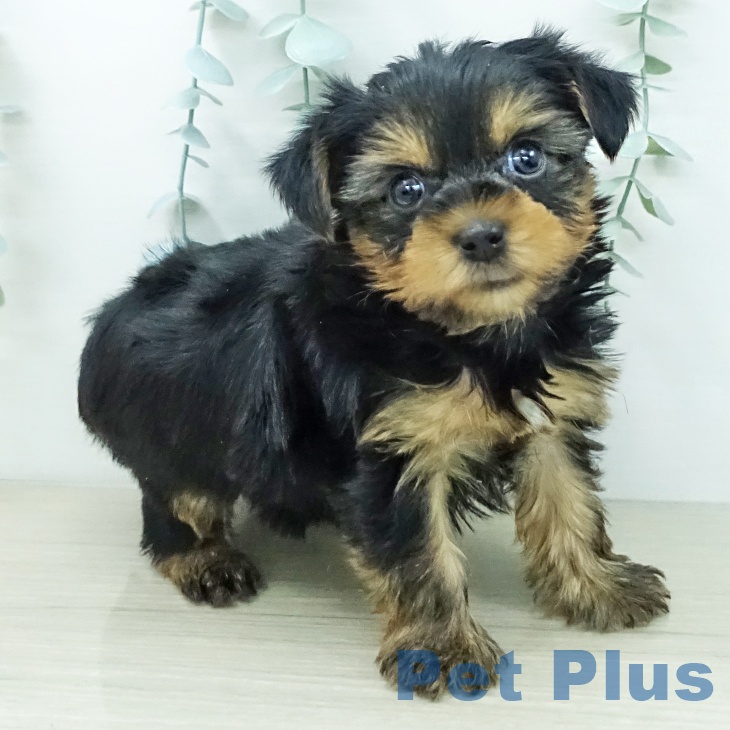 ヨークシャー・テリア