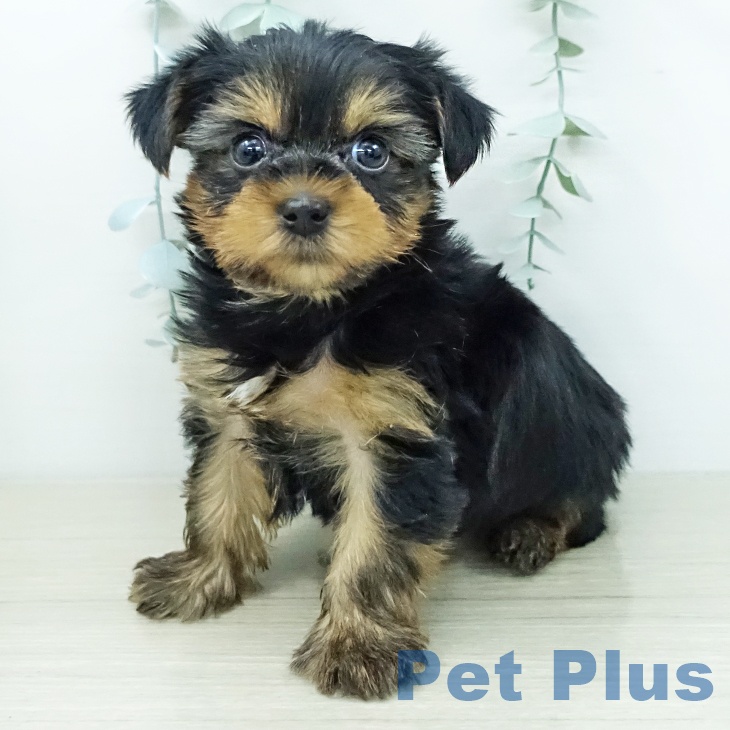 ヨークシャー・テリアの写真2