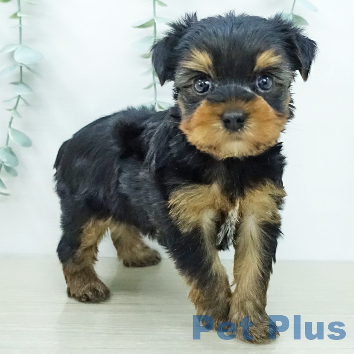 ヨークシャー・テリアの写真2