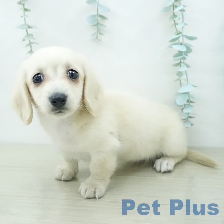 ミニチュア・ダックスフンド