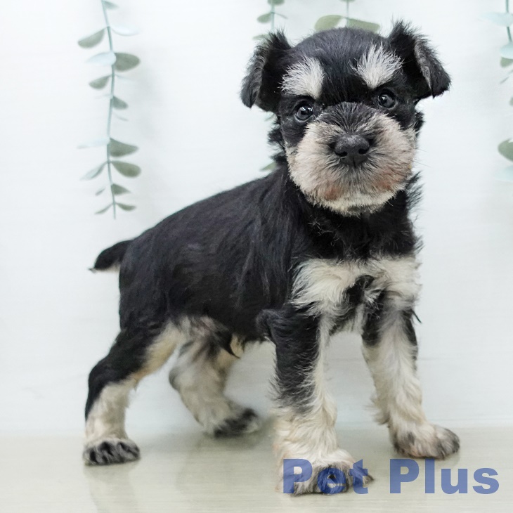 ミニチュア・シュナウザー