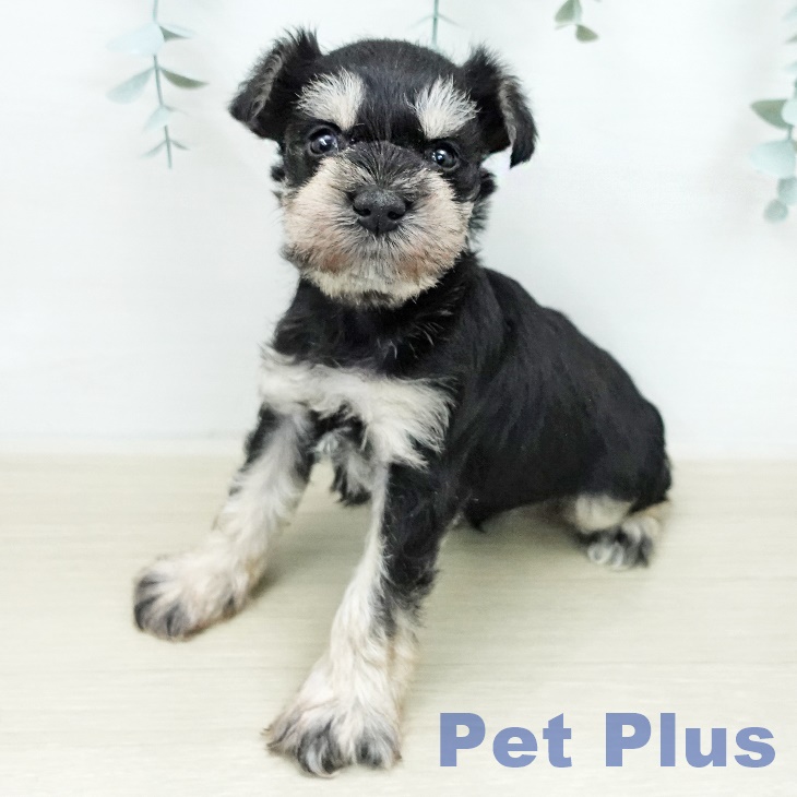 ミニチュア・シュナウザーの写真2