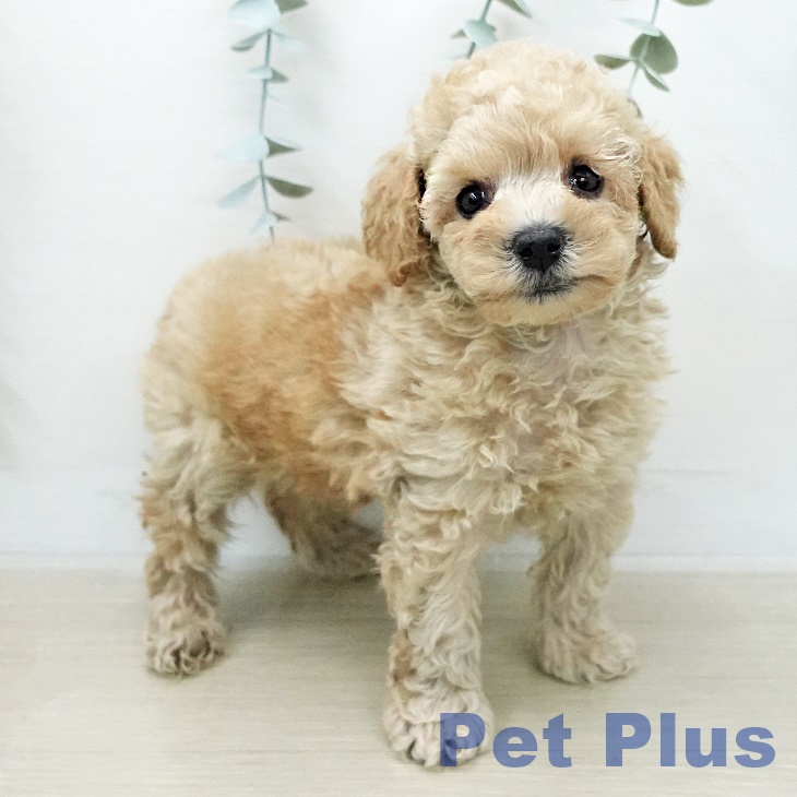 埼玉県のトイプードル(トイ) (ペットプラス 羽生店/2026年1月2日生まれ/男の子/クリーム)の子犬の1枚目の画像