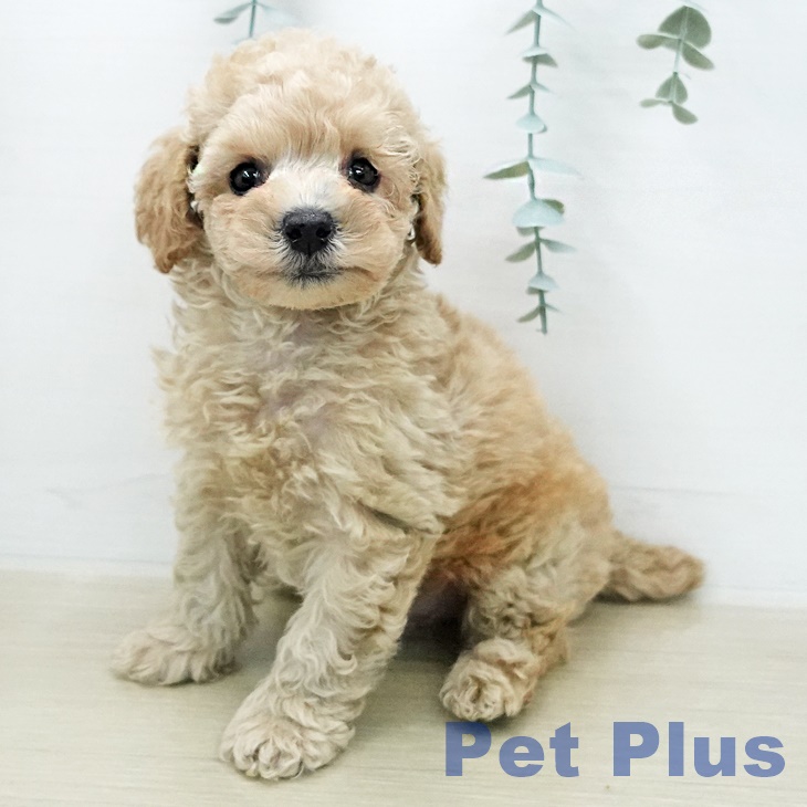 埼玉県のトイプードル(トイ) (ペットプラス 羽生店/2026年1月2日生まれ/男の子/クリーム)の子犬の2枚目の画像