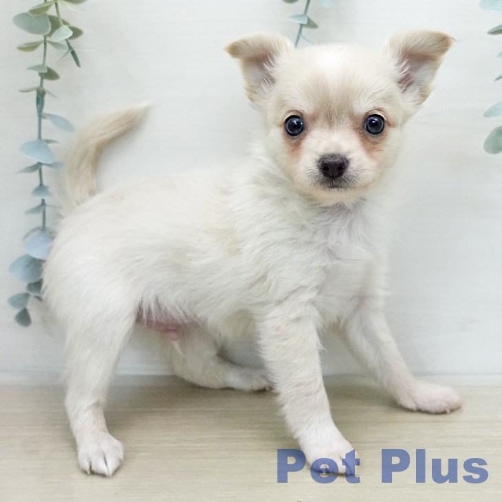 東京都のチワワ(ロング) (ペットプラス MARK IS 葛飾かなまち店/2026年1月4日生まれ/男の子/クリームホワイト)の子犬の1枚目の画像