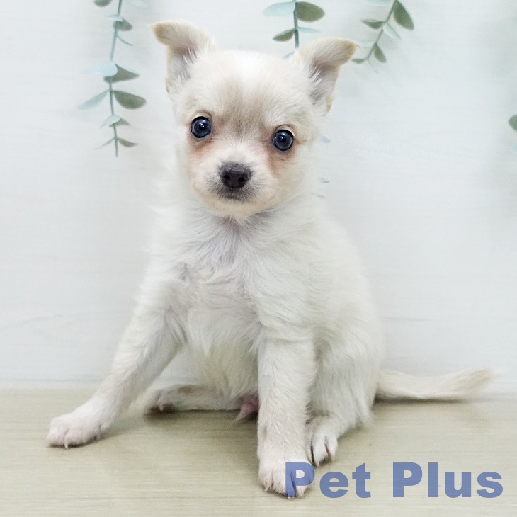 東京都のチワワ(ロング) (ペットプラス MARK IS 葛飾かなまち店/2026年1月4日生まれ/男の子/クリームホワイト)の子犬の2枚目の画像