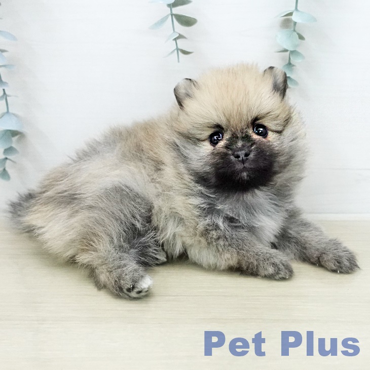 ポメラニアンの写真2