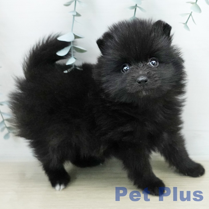 ポメラニアンの写真2