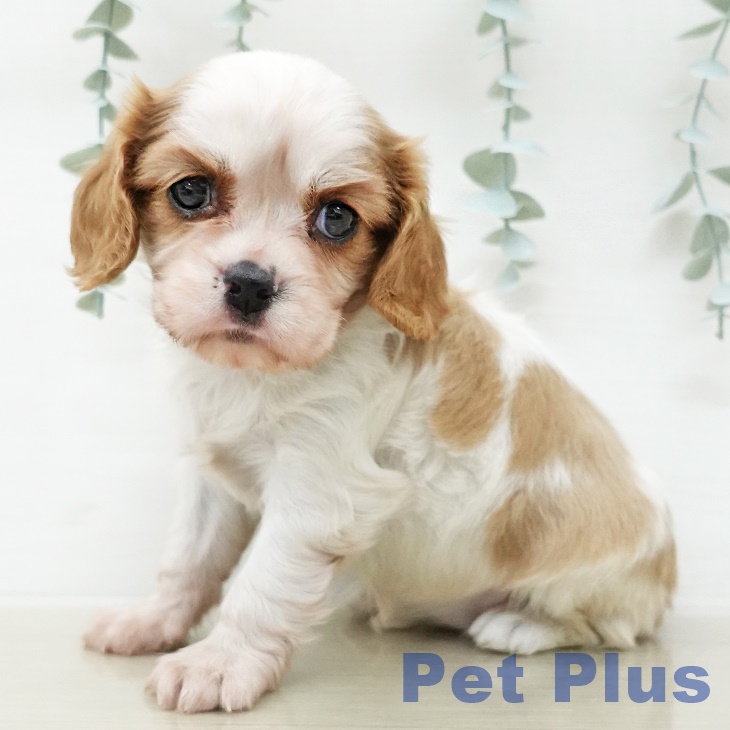 キャバリア・キングチャールズ・スパニエルの写真2