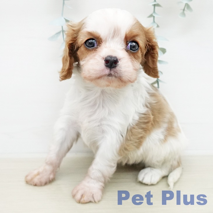 キャバリア・キングチャールズ・スパニエル