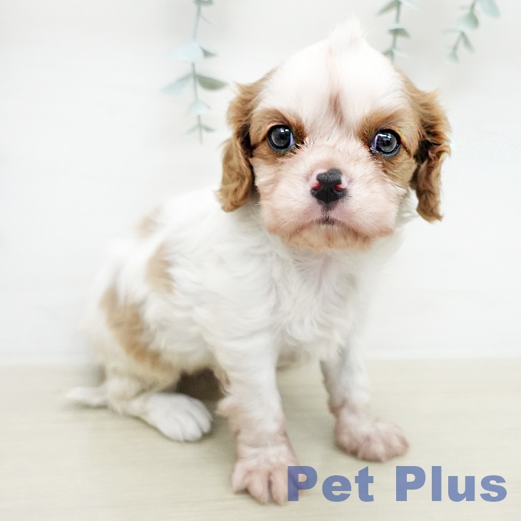 キャバリア・キングチャールズ・スパニエル