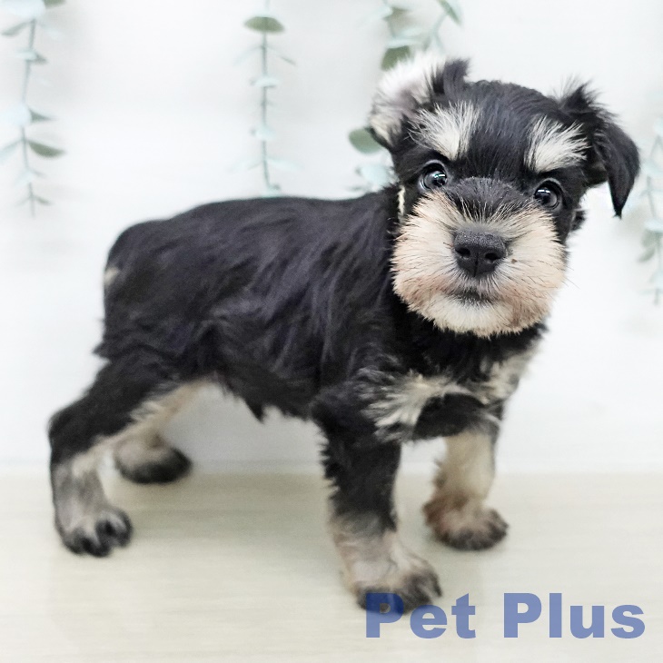 千葉県のミニチュアシュナウザー (ペットプラス 幕張新都心店/2025年12月30日生まれ/男の子/ブラックシルバー)の子犬の1枚目の画像