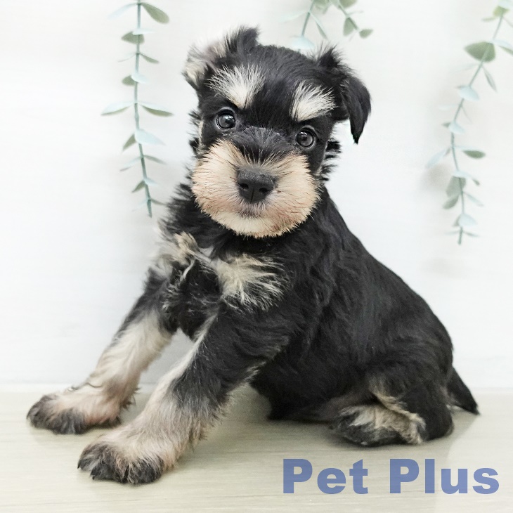 千葉県のミニチュアシュナウザー (ペットプラス 幕張新都心店/2025年12月30日生まれ/男の子/ブラックシルバー)の子犬の2枚目の画像