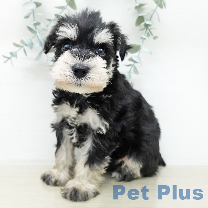 福島県のミニチュアシュナウザー (ペットプラス 福島店/2026年1月5日生まれ/男の子/ブラックシルバー)の子犬