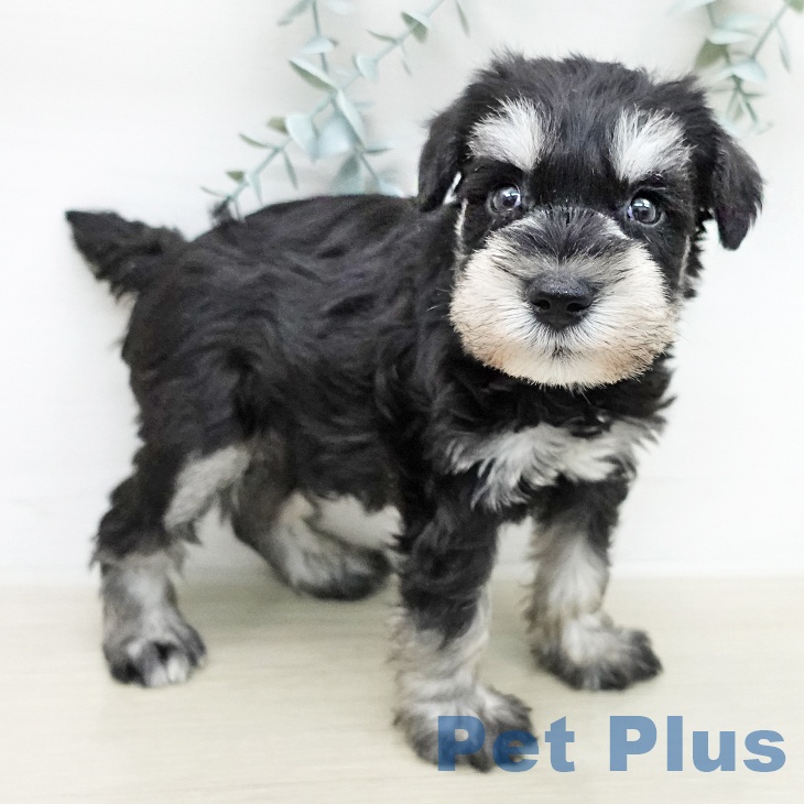 ミニチュア・シュナウザーの写真2