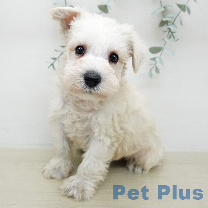 ミニチュア・シュナウザー