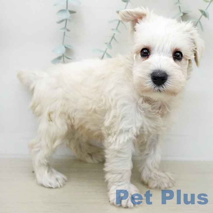 ミニチュア・シュナウザーの写真2