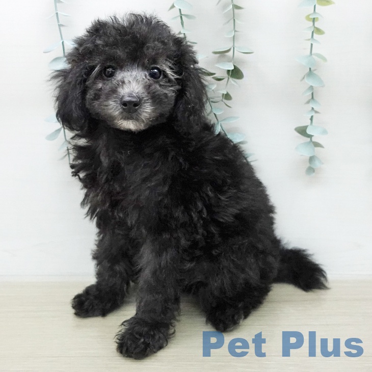 トイ・プードル