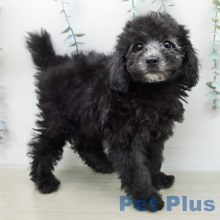 トイ・プードルの写真2