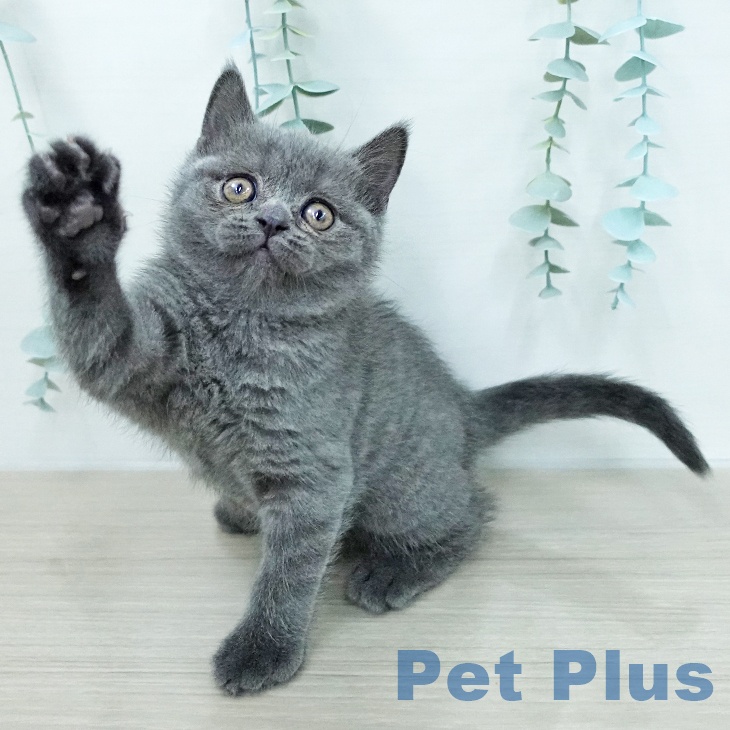 ブリティッシュショートヘアの写真2