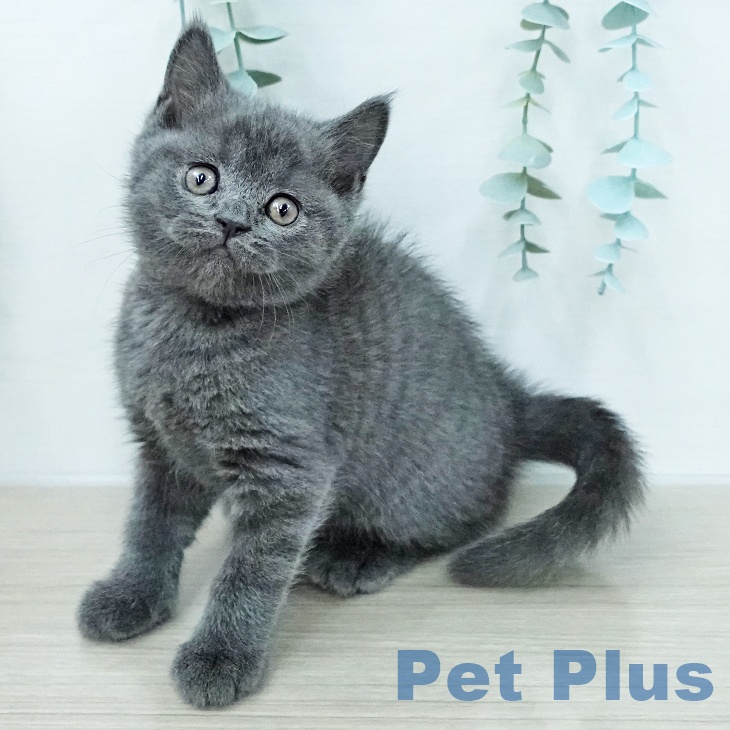 ブリティッシュショートヘア