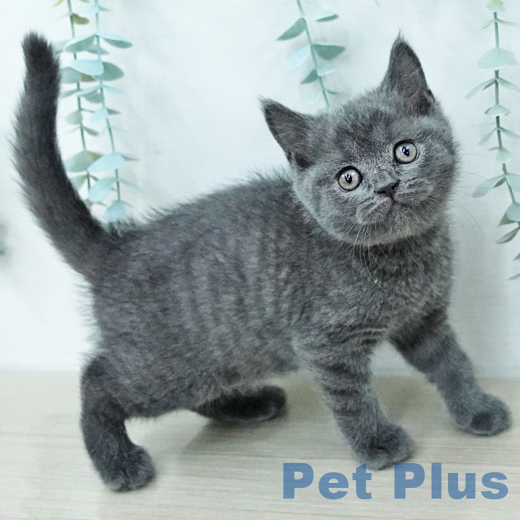 ブリティッシュショートヘアの写真2