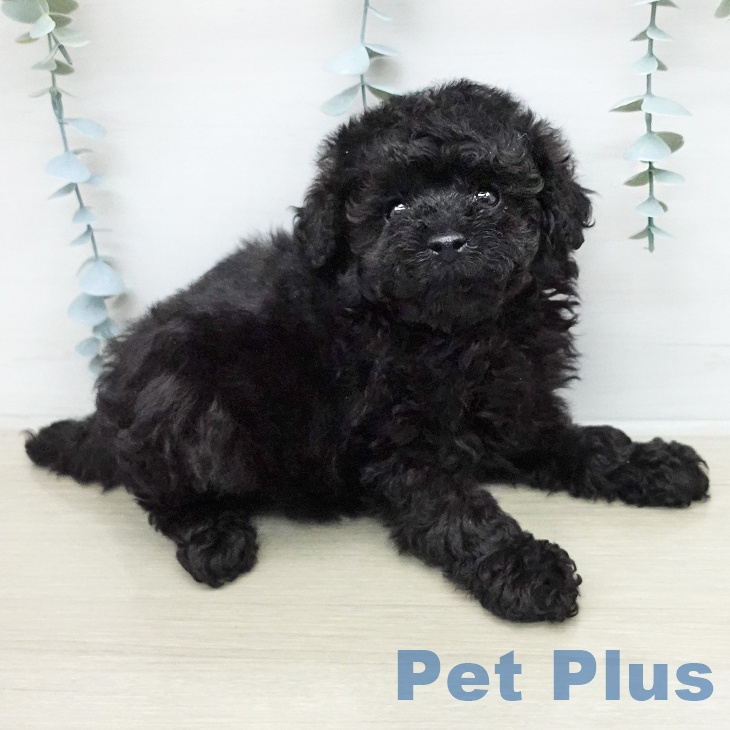 トイ・プードルの写真2