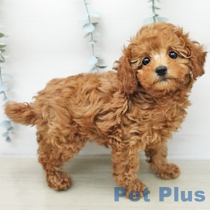 長野県のトイプードル(トイ) (ペットプラス 松本店/2025年12月20日生まれ/女の子/レッドフォーン)の子犬の1枚目の画像