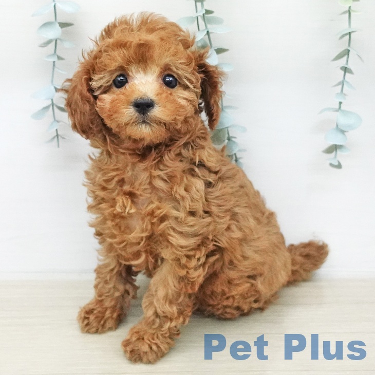 長野県のトイプードル(トイ) (ペットプラス 松本店/2025年12月20日生まれ/女の子/レッドフォーン)の子犬の2枚目の画像